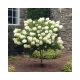 Törzses bugás hortenzia - Silver Dollár - Hydrangea Paniculata - 60 cm törzs