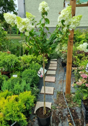 Törzses bugás hortenzia - Silver Dollár - Hydrangea Paniculata - 80 cm törzs