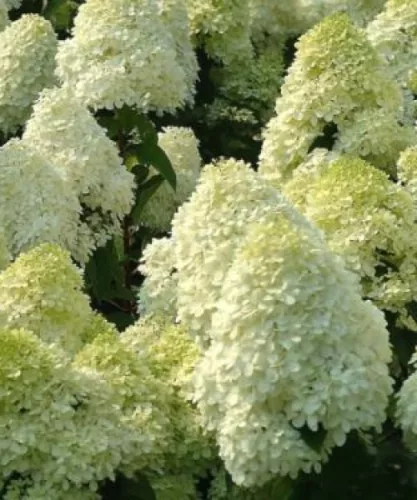Törzses bugás hortenzia - Silver Dollár - Hydrangea Paniculata - 80 cm törzs