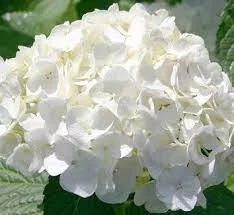 Fehér virágú Kerti Hortenzia " Snowball" - Hydrangea macrophylla
