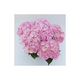   Kerti Hortenzia " Soft Blue Power Pink" - Hydrangea macrophylla