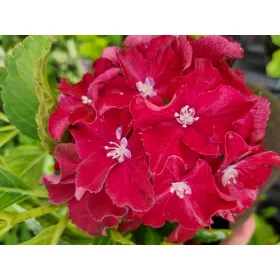   Piros virágú Kerti Hortenzia " Royal Red" - Hydrangea macrophylla