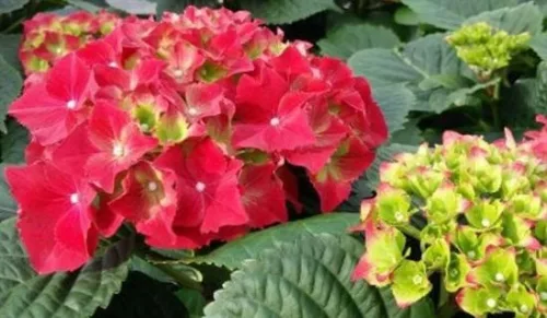 Piros virágú Kerti Hortenzia " Royal Red" - Hydrangea macrophylla