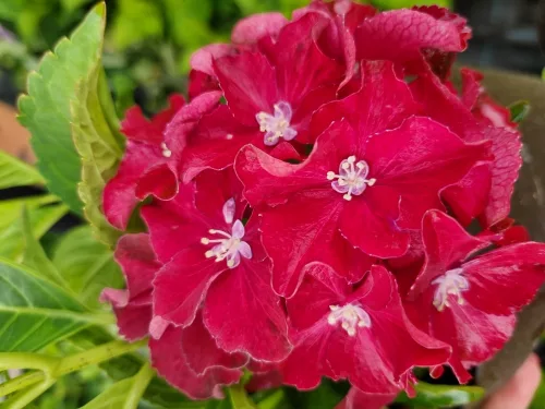 Piros virágú Kerti Hortenzia " Royal Red" - Hydrangea macrophylla