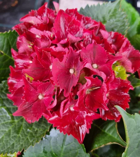 Piros virágú Kerti Hortenzia " Royal Red" - Hydrangea macrophylla