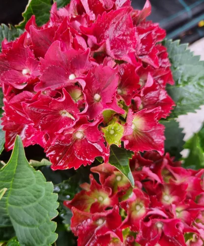 Piros virágú Kerti Hortenzia " Royal Red" - Hydrangea macrophylla