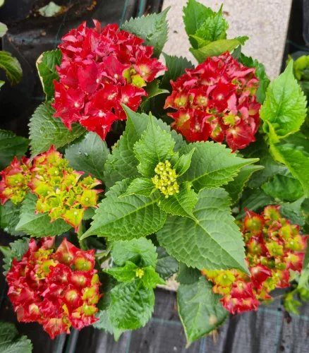Piros virágú Kerti Hortenzia " Royal Red" - Hydrangea macrophylla