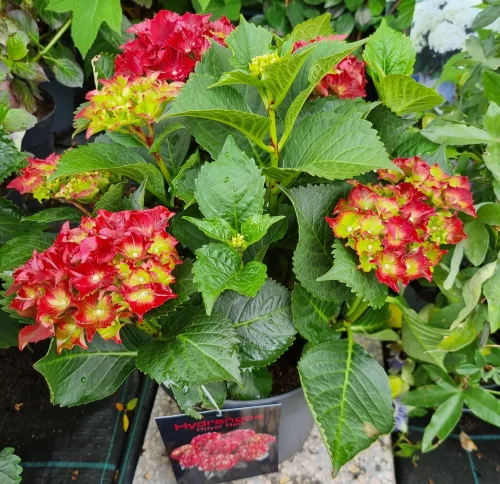 Piros virágú Kerti Hortenzia " Royal Red" - Hydrangea macrophylla