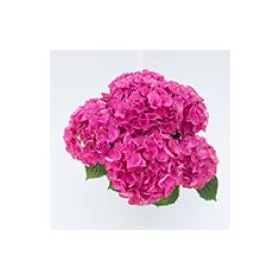   Kerti Hortenzia " Blue Powe Pink" - Hydrangea macrophylla