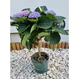   Törzses Kerti Hortenzia " Magical Revolution Blue" - Hydrangea Macrophylla