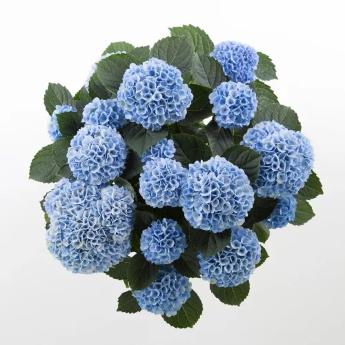Törzses Kerti Hortenzia " Magical Revolution Blue" - Hydrangea Macrophylla