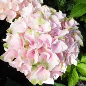   Kerti hortenzia " Rembrandt Elegant Rosa" - Hydrangea macrophylla