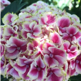 Kerti Hortenzia " Circus" - Hydrangea macrophylla