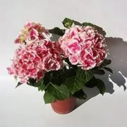 Kerti Hortenzia " Circus" - Hydrangea macrophylla