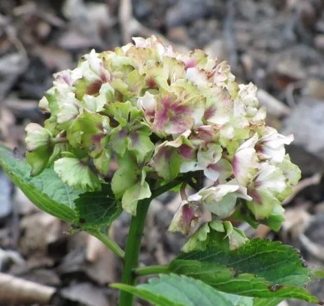 Kerti Hortenzia " Circus" - Hydrangea macrophylla