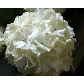   Fehér kerti Hortenzia " White Butterfly" - Hydrangea macrophylla