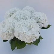 Fehér kerti Hortenzia " White Butterfly" - Hydrangea macrophylla