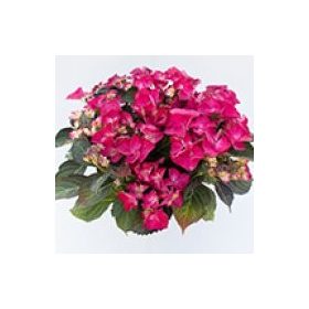 Kerti Hortenzia " Dark Angel Red" - Hydrangea macrophylla
