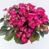 Kerti Hortenzia " Dark Angel Red" - Hydrangea macrophylla