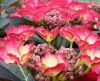 Kerti Hortenzia " Dark Angel Red" - Hydrangea macrophylla