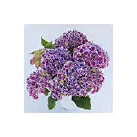   Kék gömb Kerti Hortenzia fehér szegéllyel" Sweety Blue" - Hydrangea macrophylla