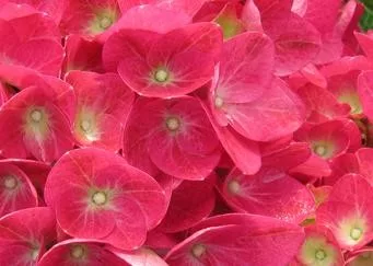 Kerti Hortenzia " Doris" - Hydrangea macrophylla