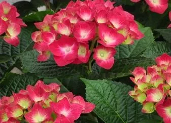Kerti Hortenzia " Doris" - Hydrangea macrophylla