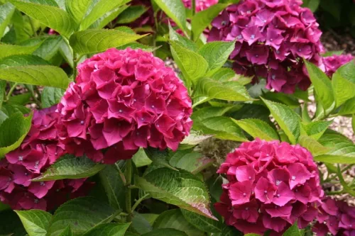 Kerti Hortenzia " Doris" - Hydrangea macrophylla