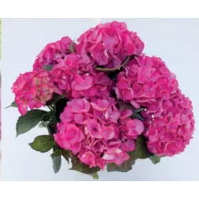   Kerti Hortenzia " Silky Pink" - Hydrangea macrophylla