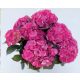 Kerti Hortenzia " Silky Pink" - Hydrangea macrophylla