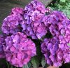 Kerti Hortenzia " Red Angel Purple" - Hydrangea macrophylla
