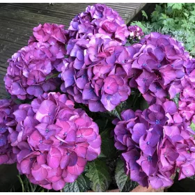   Kerti Hortenzia " Red Angel Purple" - Hydrangea macrophylla
