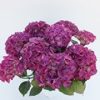 Kerti Hortenzia " Red Angel Purple" - Hydrangea macrophylla