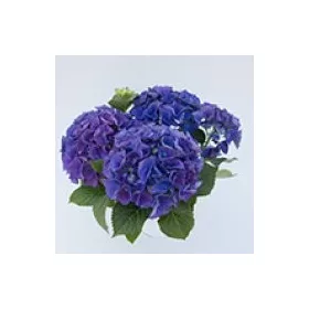   Kék virágú kerti Hortenzia " Blue Power" - Hydrangea macrophylla