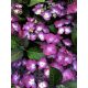 Kerti Hortenzia " Dark Angel Purple" - Hydrangea macrophylla