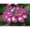 Kerti Hortenzia " Dark Angel Purple" - Hydrangea macrophylla