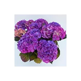   Kerti Hortenzia " Silky Pink Bue" - Hydrangea macrophylla