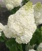 Bugás hortenzia - "Magical Moonlight" - Hydrangea Paniculata