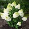 Bugás hortenzia - "Magical Moonlight" - Hydrangea Paniculata