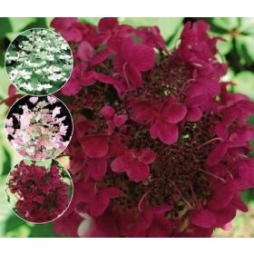 Bugás hortenzia - Hydrangea Paniculata - Wims Red-2L