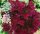 Bugás hortenzia - Hydrangea Paniculata - Wims Red-2L