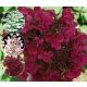 Bugás hortenzia - Hydrangea Paniculata - Wims Red-2L
