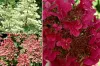 Bugás hortenzia - Hydrangea Paniculata - Wims Red-2L