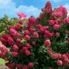 Bugás hortenzia - Hydrangea Paniculata - Wims Red-2L