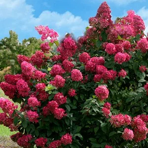 Bugás hortenzia - Hydrangea Paniculata - Wims Red-2L