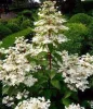 Bugás hortenzia - Hydrangea Paniculata - Wims Red-2L