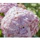 Cserjés Hortenzia "Candybelle Bubblegum " - Hydrangea Arborescens