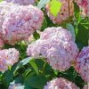 Cserjés Hortenzia "Candybelle Bubblegum " - Hydrangea Arborescens