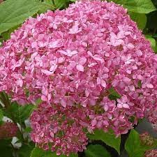 Cserjés Hortenzia " Pink Annabelle" - Hydrangea Arborescens