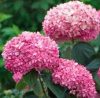 Cserjés Hortenzia " Pink Annabelle" - Hydrangea Arborescens